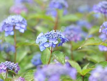 紫陽花 山紫陽花 